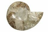 Choffaticeras (Daisy Flower) Ammonite Half - Madagascar #256688-1